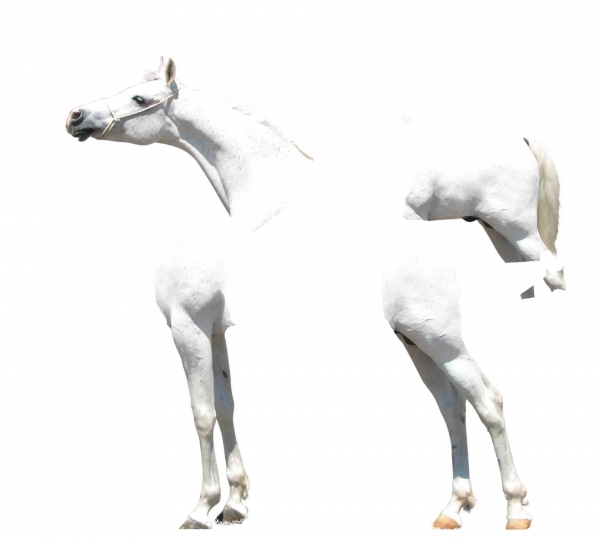 Creation of skinny horse: Step 1